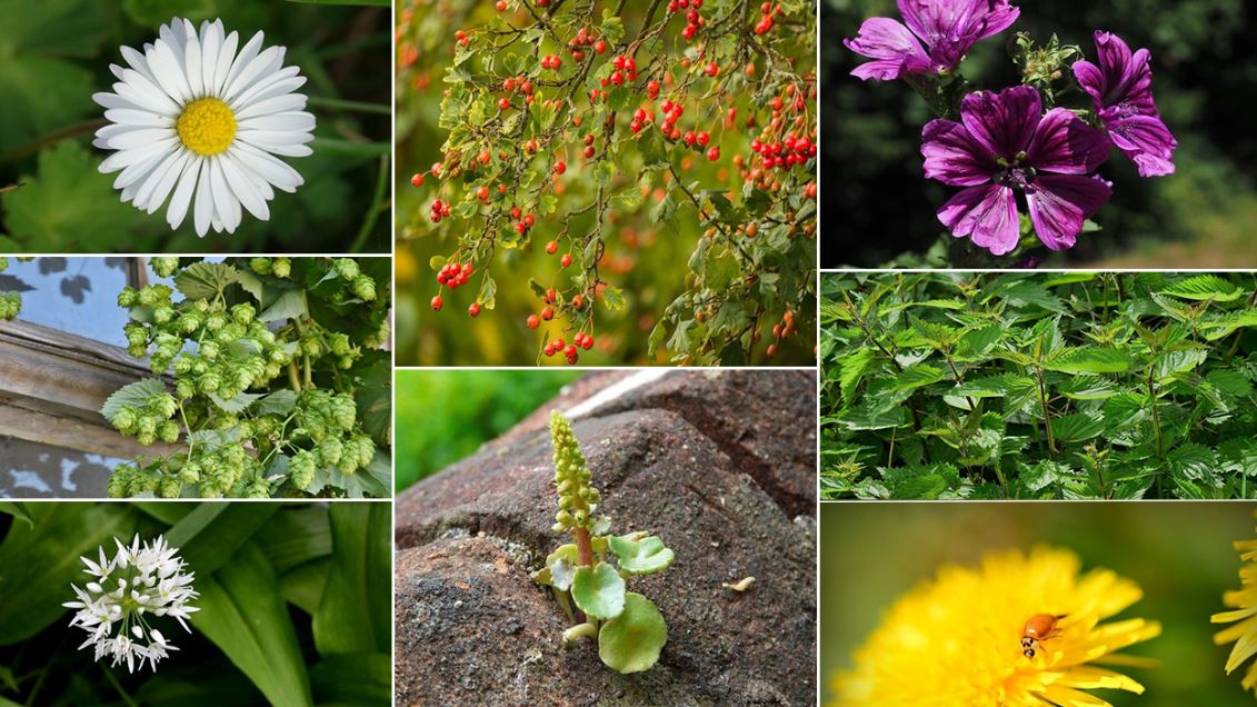 De La Plante Sauvage à La Plante Domestiquée